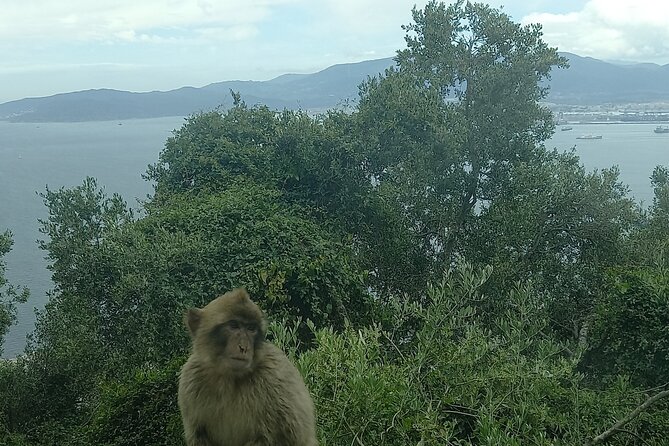 Gibraltar, Mijas and Marbella Private Tour From Malaga Province - Key Things You’ll Notice on This Gibraltar Private Tour