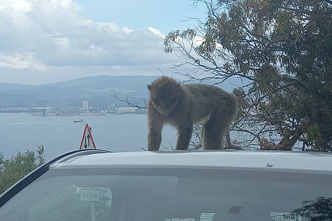 Gibraltar, Mijas and Marbella Private Tour From Malaga Province - Stop 5: Great Siege Tunnels, Fortifications, and a Different Kind of View