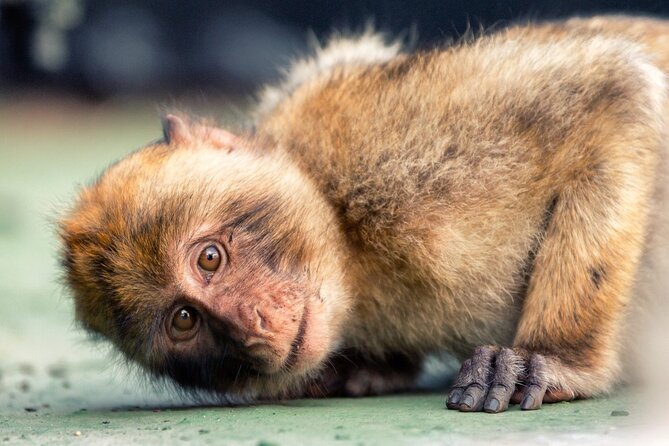 Gibraltar Nature Reserve Admission Pass to All Attractions - Ape’s Den: See Barbary Macaques Roaming Free in Europe