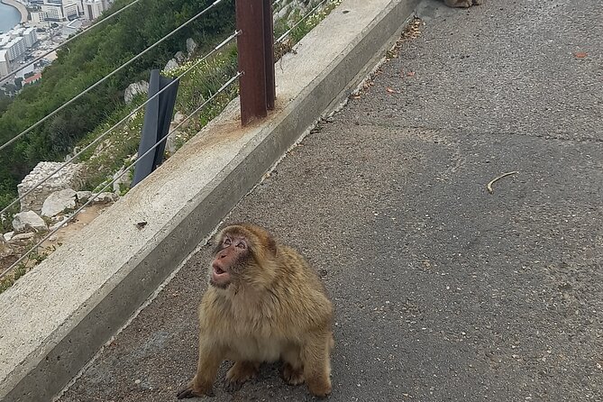 Gibraltar Private Tour from Malaga and Surrounding Areas - Pillars of Hercules and St. Michael’s Cave: Big Names, Real Atmosphere