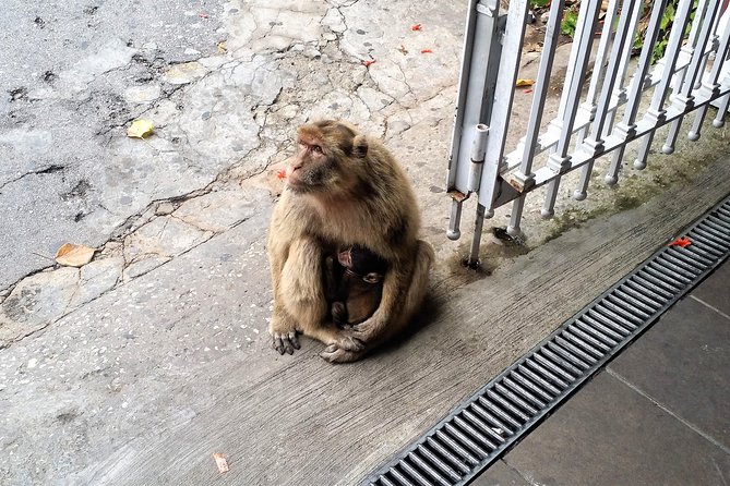 Gibraltar private tour from Marbella or Malaga - Apes Den and Barbary Macaques: Watch Closely, They Have Personalities
