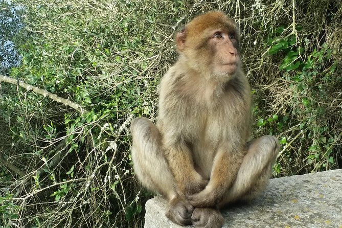 Gibraltar private trip from Marbella or Malaga - Getting From Marbella or Málaga to the Rock, What the “Private” Actually Includes