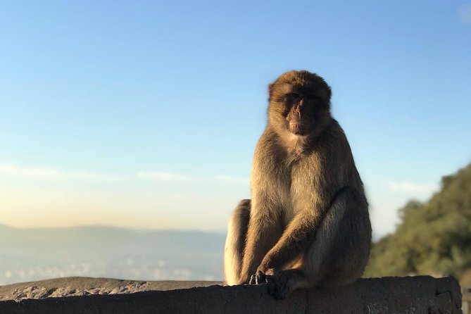 Gibraltar Sightseeing : Classic Rock Tour plus World War 2 Tunnels (Private) - St. Michael’s Cave: what to expect and how to use the time