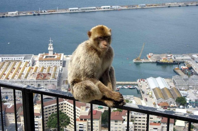 Gibraltar Sightseeing: Classic Rock Tour (Private) - Great Siege Tunnels: WWII history you can walk through