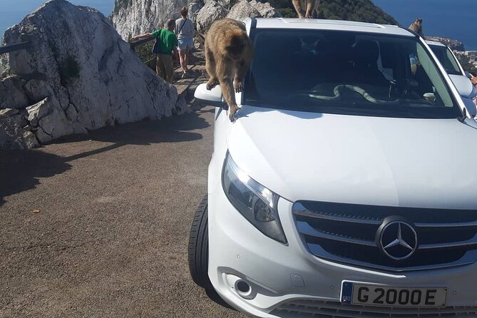 Gibraltar Sightseeing : Classic Shore Excursion (Private) - Stop 5: Barbary macaque feeding station (20 minutes, admission included)