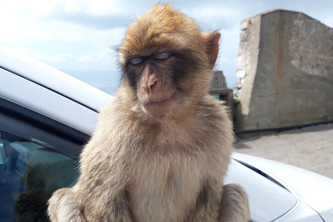 Gibraltar Sightseeing : Classic Shore Excursion (Private) - Your ride: 8-seater luxury minivan and a driver-guide who keeps things smooth