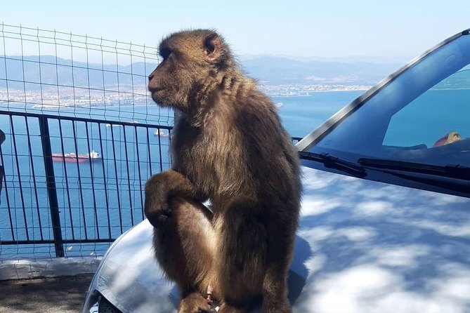 Gibraltar Sightseeing : Extended Rock Tour / Shore Excursion (Private) - Best fit: who should book this tour