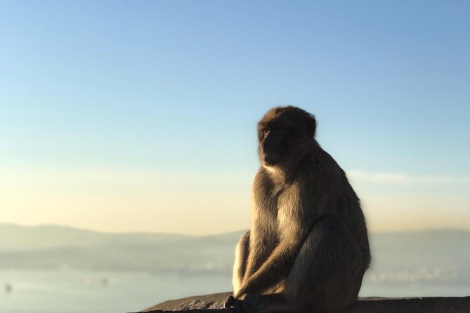 Gibraltar Sightseeing: Premium Rock Tour / Shore Excursion (Private) - Why the guides make this tour better than a checklist