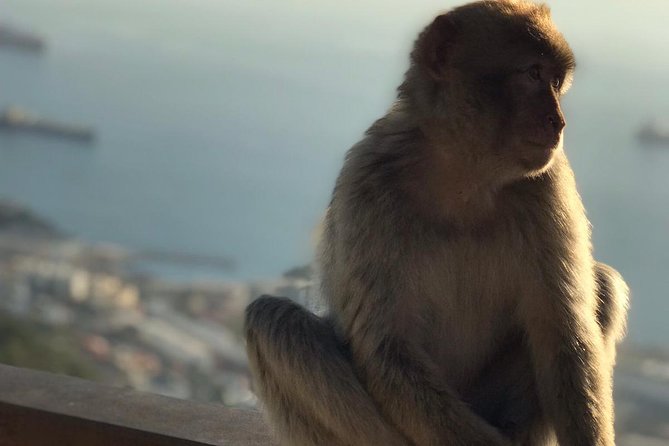 Gibraltar Sightseeing: Premium Rock Tour / Shore Excursion (Private) - Practical advice so you enjoy every stop