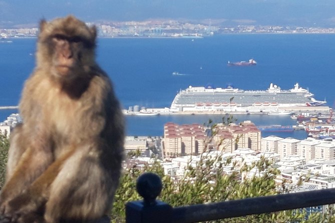 Gibraltar Sightseeing :SKYWALK AND SUSPENSION BRIDGE TOUR (Private) - Stop 2, Upper Rock Nature Reserve: Time to Slow Down