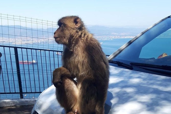 Gibraltar Sightseeing :SKYWALK AND SUSPENSION BRIDGE TOUR (Private) - Stop 3, Pillars of Hercules: A Quick Viewpoint Moment