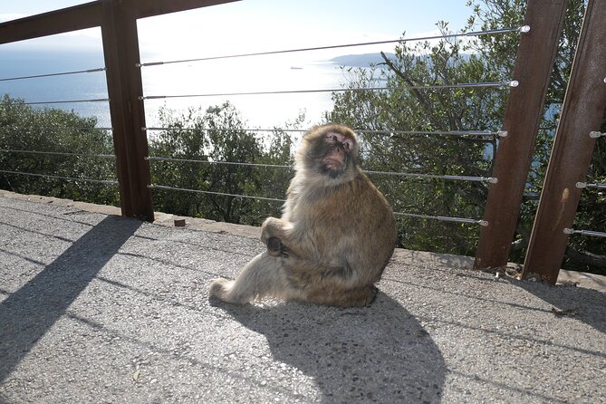 Gibraltar Sightseeing: Sunset Panoramic and Monkey Tour - Timing, pickup, and meeting points in one clean plan