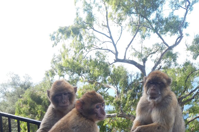 Gibraltar Sightseeing: Sunset Panoramic and Monkey Tour - What to expect during the ride between stops