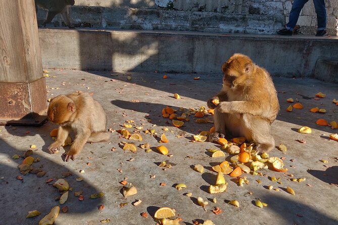 Gibraltar Sightseeing: Sunset Panoramic and Monkey Tour - Price and value for a private group up to 8