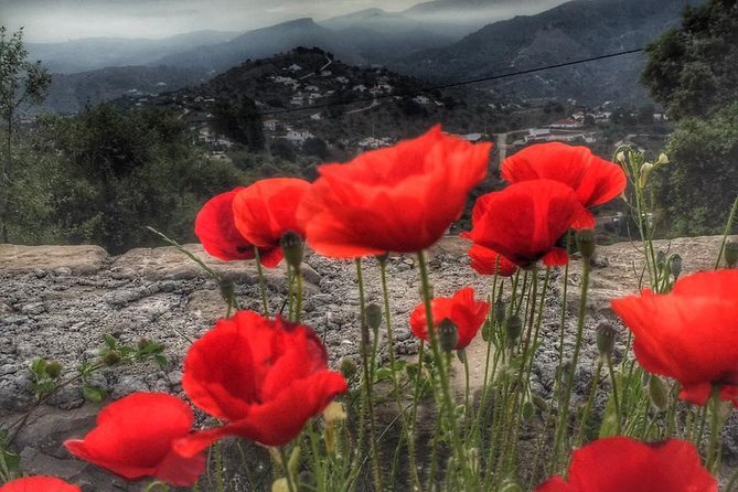 Gourmet Cooking Class & Culture in the rural Montes de Malaga. - Price and value: $209.70 per person, and what you actually get