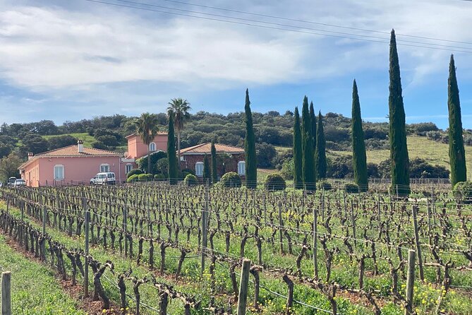 Guided Cellar Tour and wine tasting - From Vines to Cellars: How the Wine-Making Process Fits Together