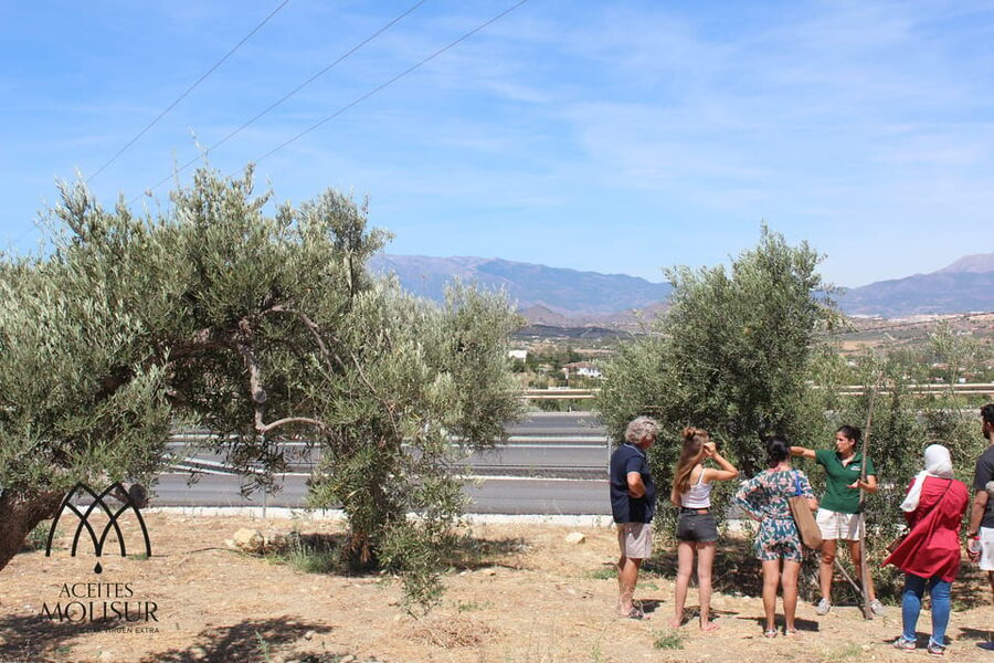 Guided tour and oil tasting at the Aceites Molisur factory - Key Things You Will Notice on This Aceites Molisur Tour