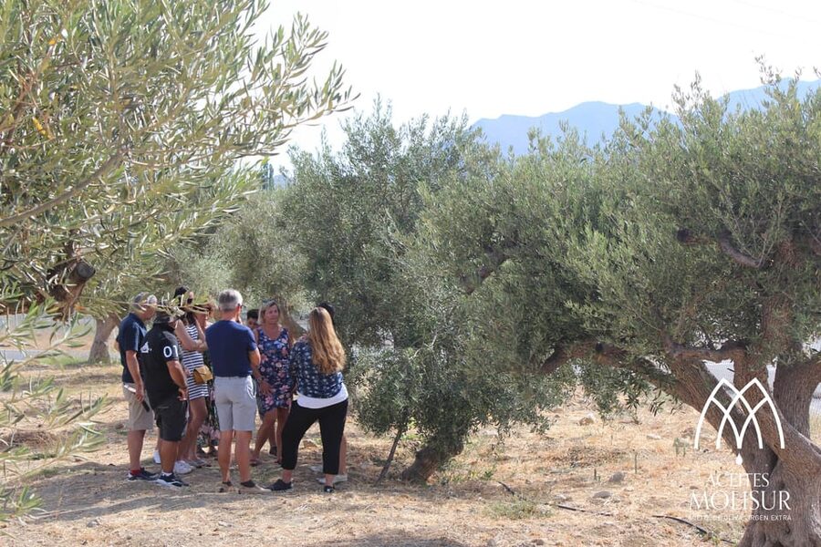 Guided tour and oil tasting at the Aceites Molisur factory - Learning to Taste Olive Oil Like a Pro (Without Making It Weird)