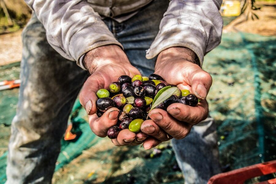 Guided tour and oil tasting at the Aceites Molisur factory - Price and Value: Is $34 Worth It?