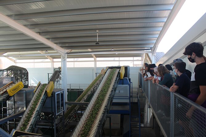Guided tour and olive oil tasting in Alhaurin el Grande (Málaga) - The views and the flow: how the timing stays comfortable