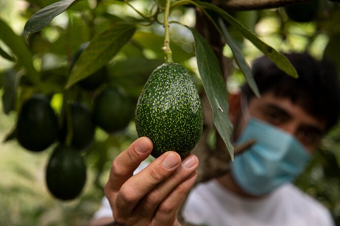 Guided Tour to the only coffee farm in Europe - Europe’s only coffee farm, wrapped in a tropical fruit orchard