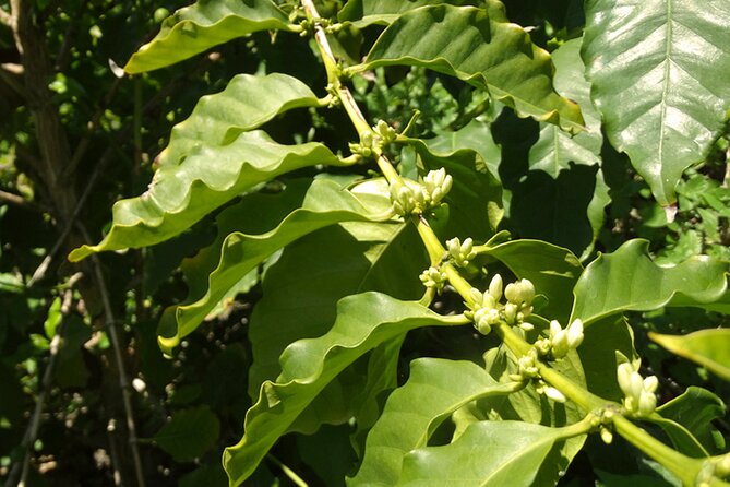 Guided Tour to the only coffee farm in Europe - Stop at the farm: what you’ll actually see in the orchard
