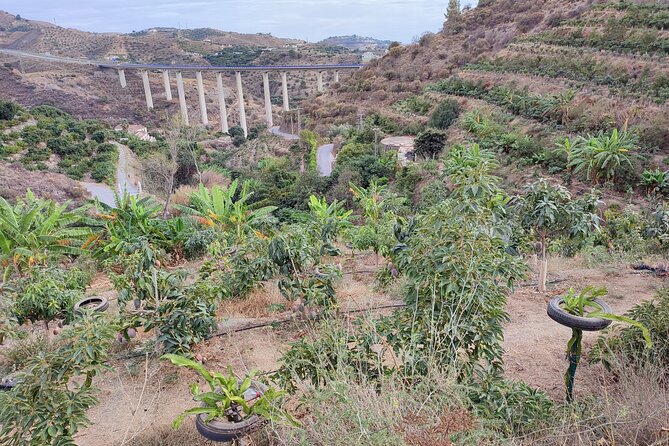 Guided Tour to the only coffee farm in Europe - The La Herradura walk: how the timing and terrain affect your comfort