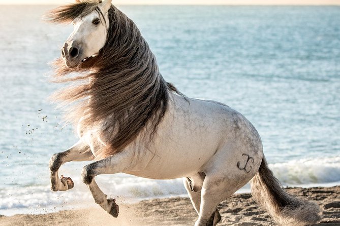 Horse and Flamenco Show in Malaga - Accessibility and animal-allergy considerations