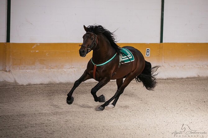 Horse and Flamenco Show in Malaga with Dinner - The Ritmo a Caballo equestrian show, what makes it work