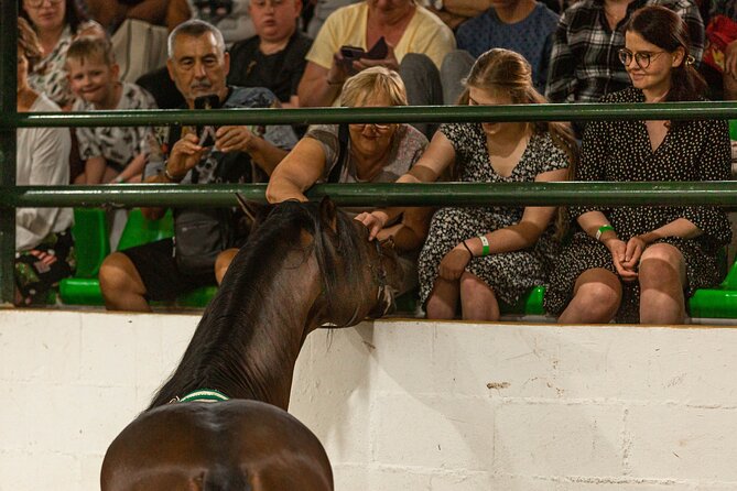 Horse and Flamenco Show in Malaga with Dinner - Who should book this Malaga horse and flamenco night
