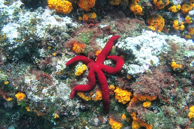 Kayak & Snorkel Tour in Cerro Gordo Natural Park, La Herradura - Launching from La Herradura and heading into sea-only views
