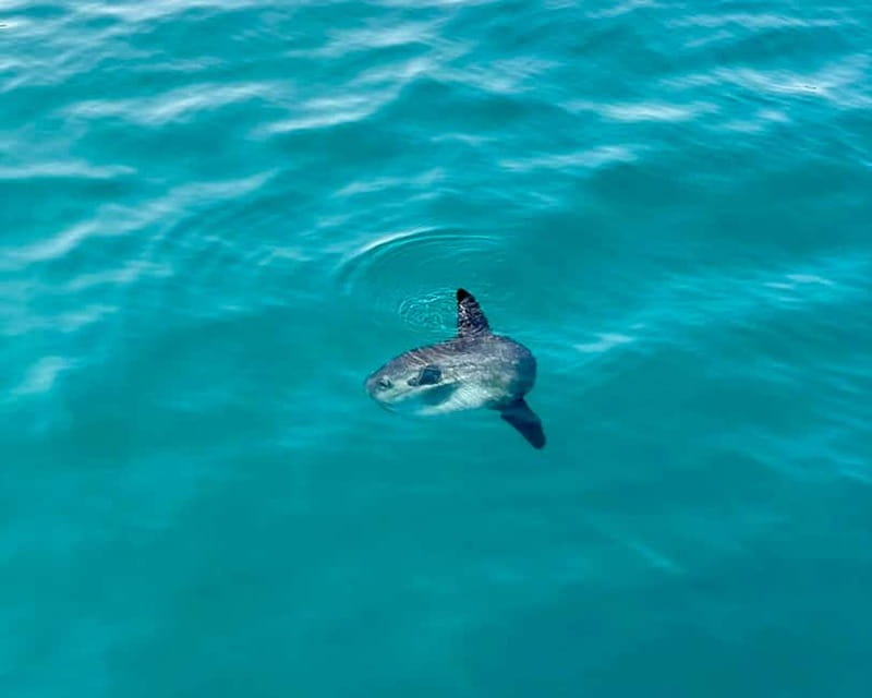 Málaga: Boat Tour w/ Snorkeling, Water Activities, and Lunch - Key Things That Make This Tour Worth Your Time