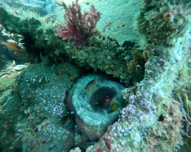 Málaga: Boat Tour w/ Snorkeling, Water Activities, and Lunch - Snorkeling the Mid 1800s Shipwreck: What You’ll Actually Do