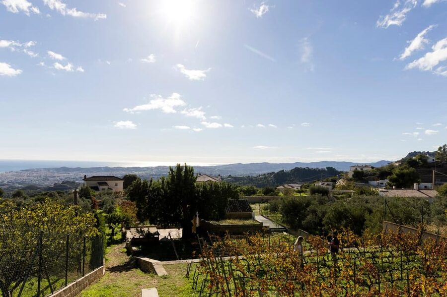 Malaga: Organic Vineyard Tour with 6 Wines, Tapas & Transfer - Inside the garage winery: barrel tasting and the rare bottle effect