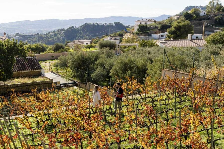 Malaga: Organic Vineyard Tour with 6 Wines, Tapas & Transfer - The 6 wines lineup plus tapas pairing that teaches your palate
