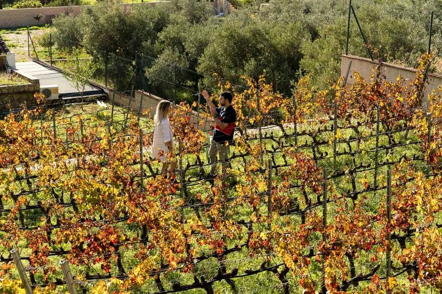 Malaga: Organic Vineyard Tour with 6 Wines, Tapas & Transfer - How good value shows up in the details