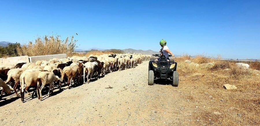 Málaga: Tour Off-Road 1-Hour Solo All-Terrain Quad Adventure - Guadalhorce River Crossing: The Splash-and-Photos Moment