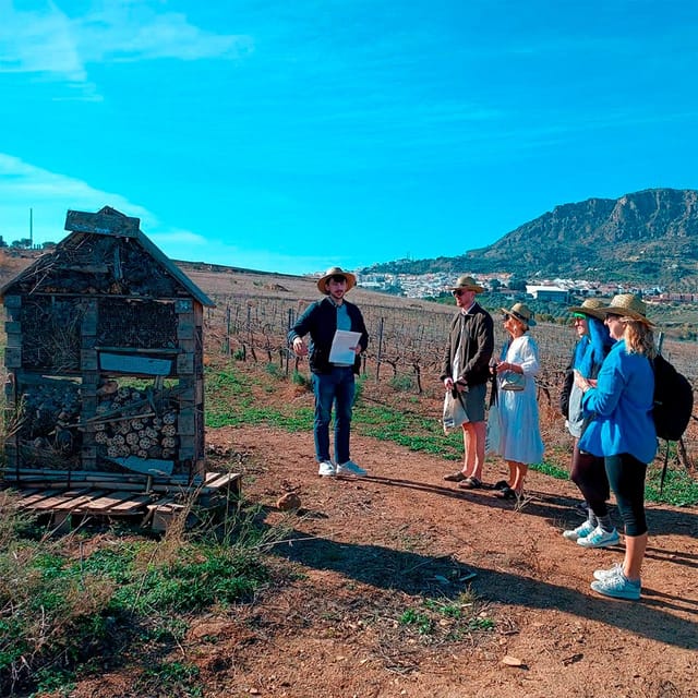 Malaga: White Village, Vineyard, and Wine Tasting Wine Tour - Key reasons this tour is worth your time