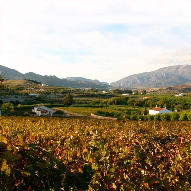 Malaga: White Village, Vineyard, and Wine Tasting Wine Tour - From Malaga to Álora: why this white-walled town feels different