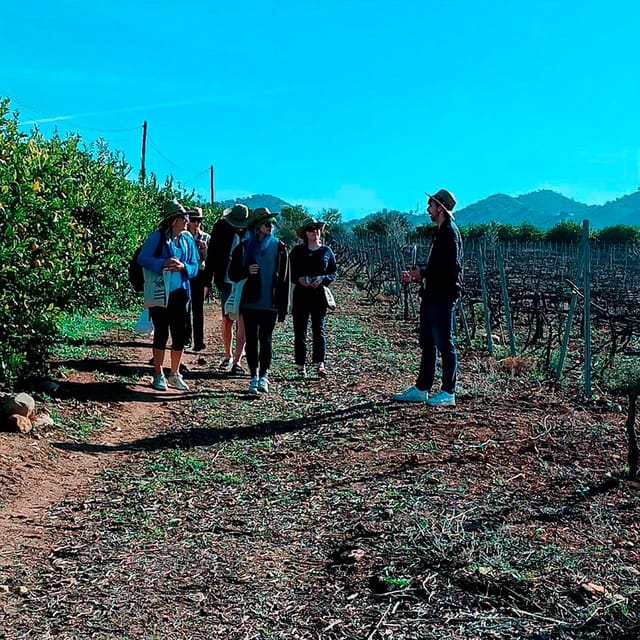 Malaga: White Village, Vineyard, and Wine Tasting Wine Tour - The “photo stop” interlude: viewpoints you’ll actually remember