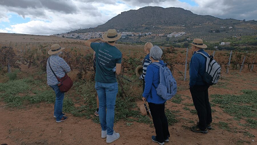 Malaga: White Village, Vineyard, and Wine Tasting Wine Tour - Price and value: what you get for $106 per person