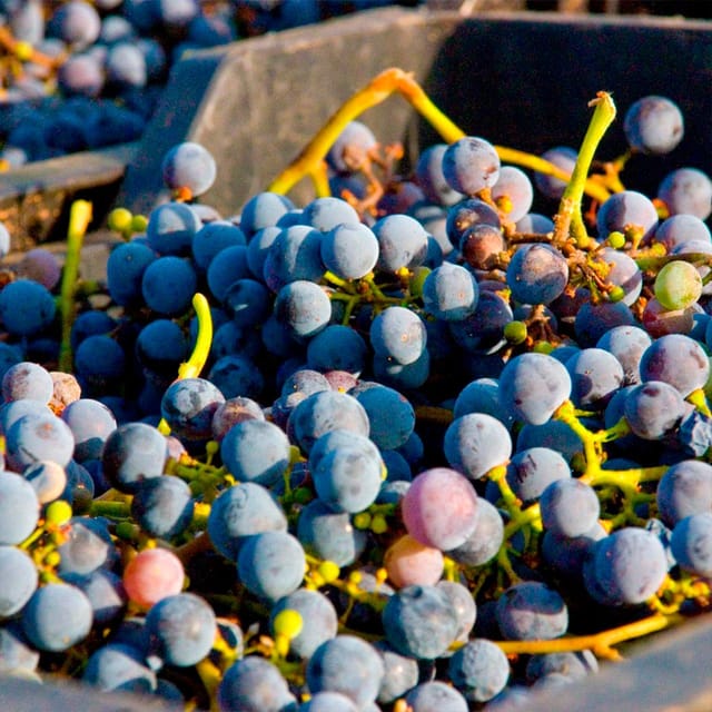 Malaga: White Village, Vineyard, and Wine Tasting Wine Tour - What to pack and how to plan your body for the day