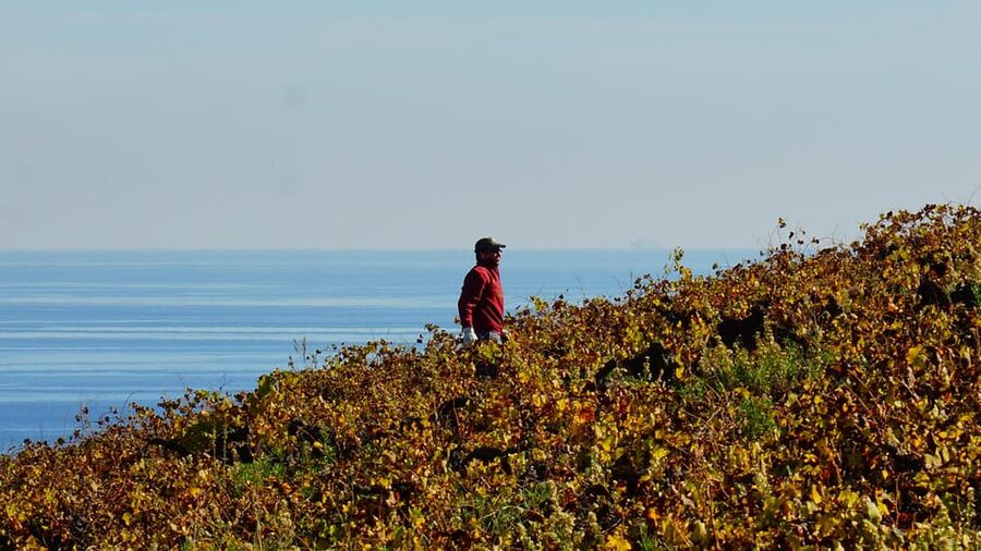 Manilva: Nilva Vineyard, Wine Tasting & Tapas Guided Tour - Who this tour suits best, and who might want a different plan