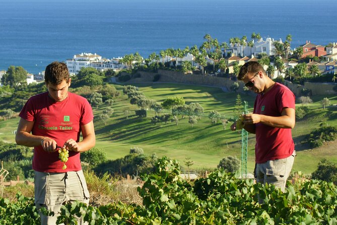 Manilva Oceanfront Wine Experience in the Marbella Area - Nilva ENOTURISMO: tasting where the project lives