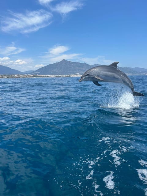 Marbella: Sailing & Dolphin Watching with Snacks and Drinks - Quick Key Points Before You Go