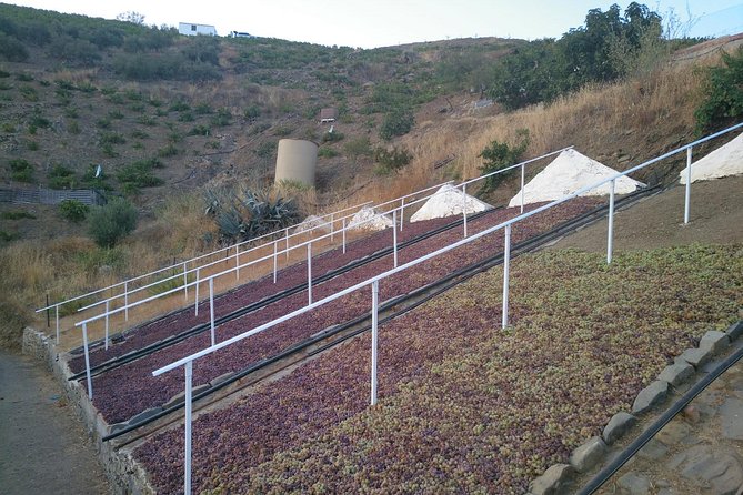 Muscat Raisin Route - Small group with lunch included - Stop in the countryside: the cortijo raisin production system