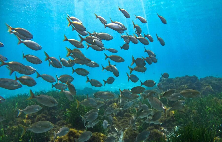 Nerja-Maro: Snorkeling & Sea Scooter Speedboat Trip - Who This Trip Fits Best (And Who Should Skip It)