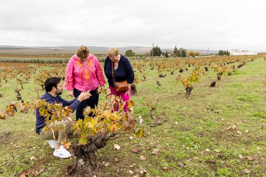 OLIVE OIL & WINE TOUR Organic fields - 5 Wines + 3Olive Oils - Key highlights you’ll actually feel during the day