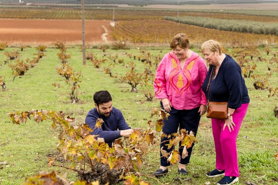 OLIVE OIL & WINE TOUR Organic fields - 5 Wines + 3Olive Oils - The short van ride to the cooperative