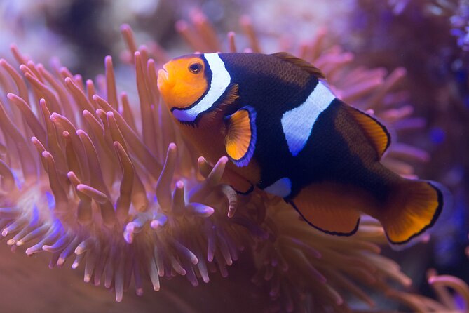 Premium Ticket Sea Life Benalmádena - Premium Ticket Freedom, Plus a Real-World Schedule